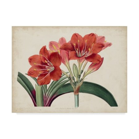 Trademark Fine Art Curtis 'Amaryllis Splendor Ii' Canvas Art, 35x47 WAG06538-C3547GG